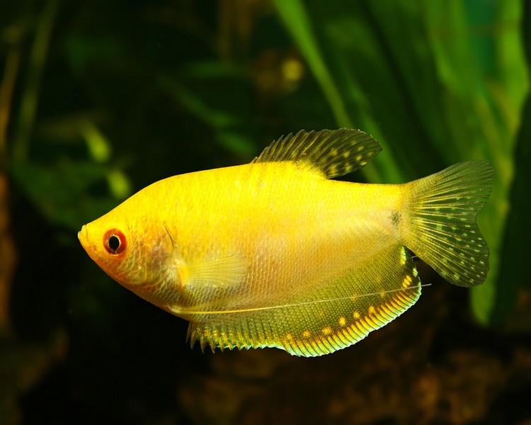 Gold Gourami ~ 4cm - 4.5cm